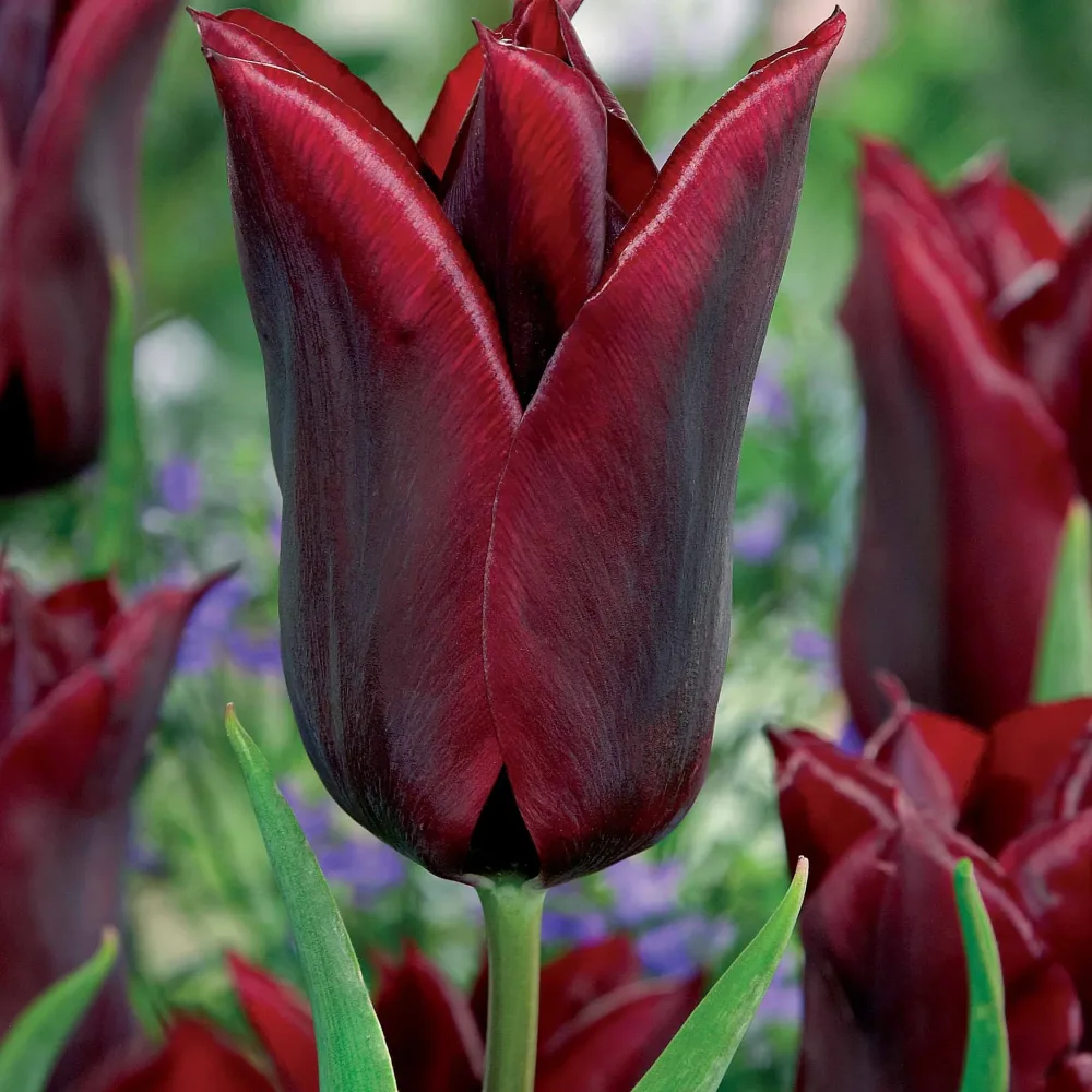 10 Tulipes à fleurs de lis Lasting Love Tulipa lasting love