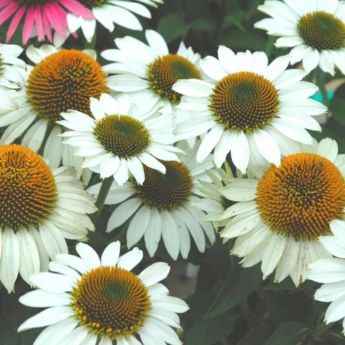Echinacea Pow Wow White - Le pot de 4 litres