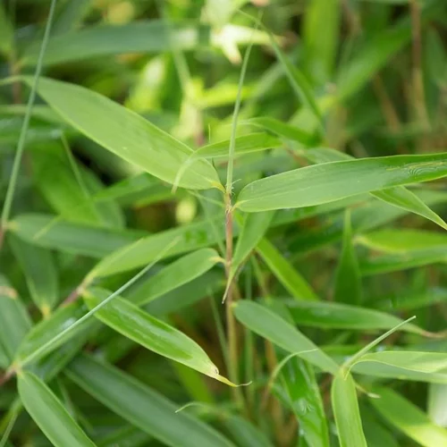Bambou Fargesia Robusta Pingwu. Le pot de 12 litres