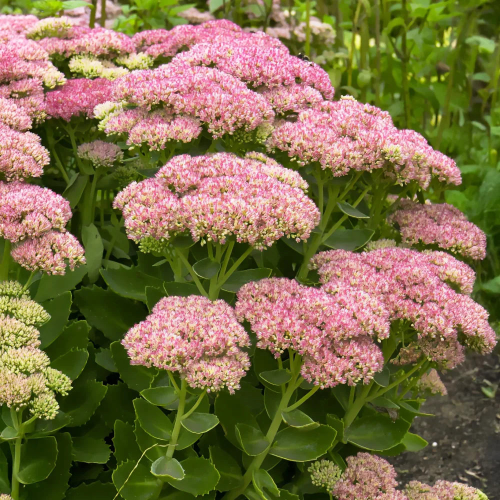 Sedum Herbstfreude - Autumn Joy Sedum herbstfreude