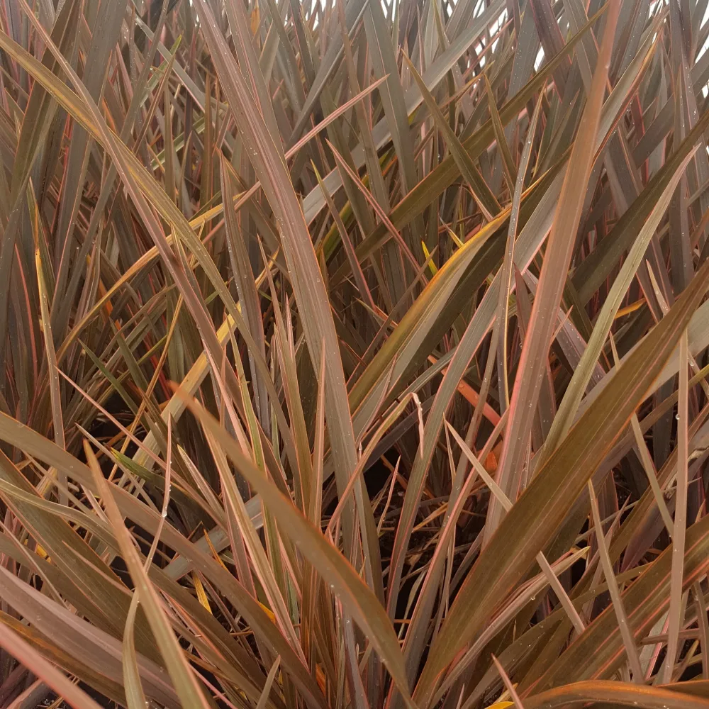 Lin de Nouvelle-Zélande Rainbow Queen Phormium 'rainbow queen'