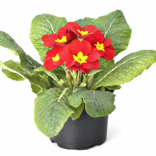 Primevère des jardins - Le pot de 10.5 cm