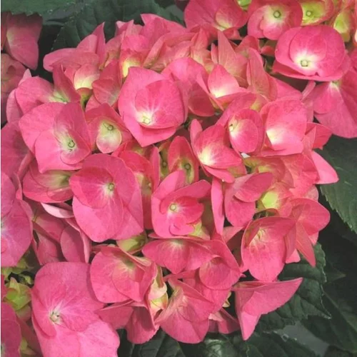 Hortensia varié. Le pot de 7,5 litres