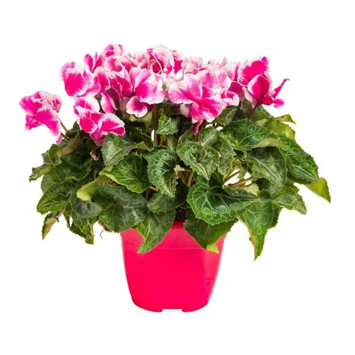 Cyclamen Albanico Magenta - Le pot de 14 cm