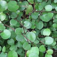 Muehlenbeckia Complexa - Le pot de 10,5 cm