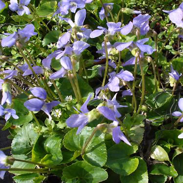6 x Violette sororia 'Blue Diamond' – Viola sororia 'Blue Diamond', godet 9cm x 9cm