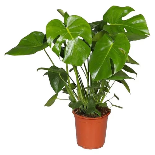 Monstera touffe en pot - Ø 20 cm