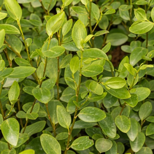 3 Grisélines Griselinia lucida