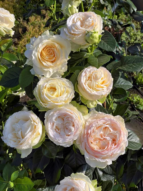 Rosier Excalibur® 'Harbastion' - Le pot de 3 litres