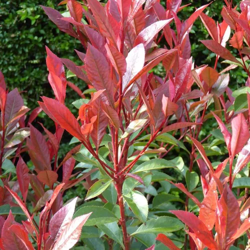 Photinia Serrulata red Robin rouge. Le pot de 30 litres, forme ½ tige