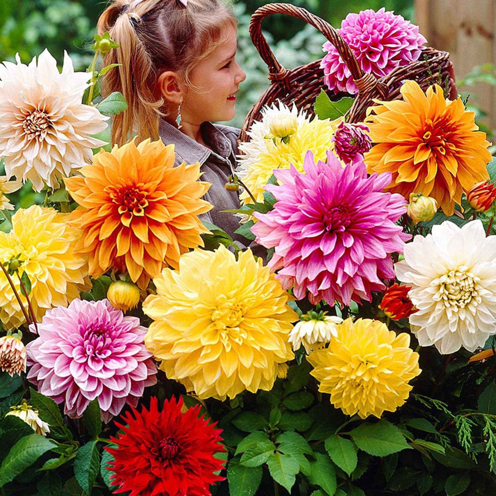 5 Dahlias à grandes fleurs Mammoth en mélange Dahlia 'mammoth'