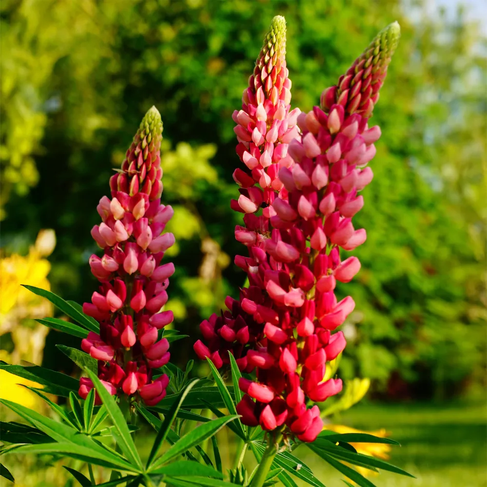 Lupin The Pages Lupinus The Pages