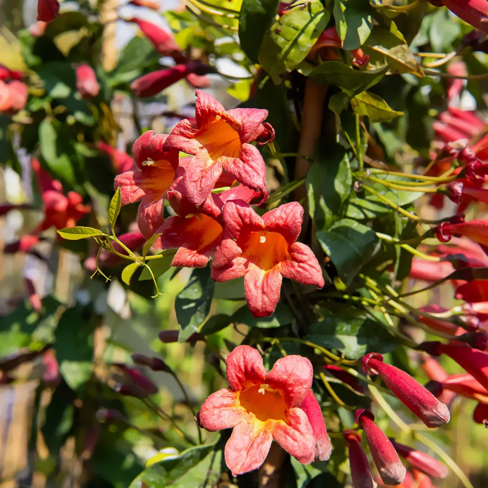 Bignone à vrilles Tangerine Beauty Campsis capreolata Tangerine beauty