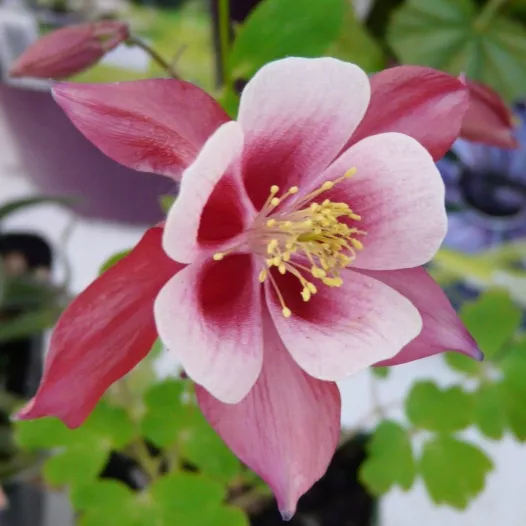 Ancolie des jardins | Semences de fleurs bio et reproductibles