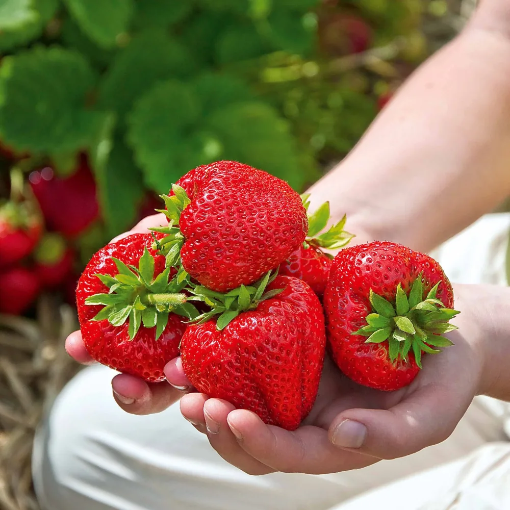 20 Fraisiers Maxim Fragaria Maxim