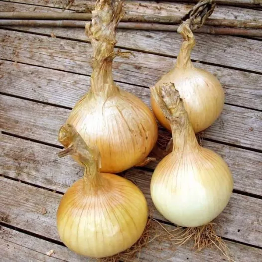 Semences biologiques d'Oignon de Stuttgart