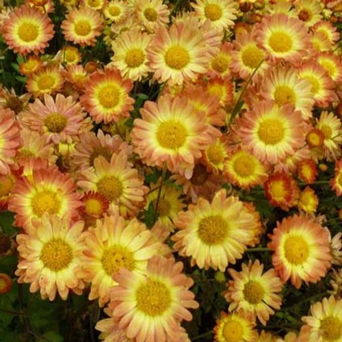 Chrysanthème Dernier Soleil Chrysanthemum dernier soleil