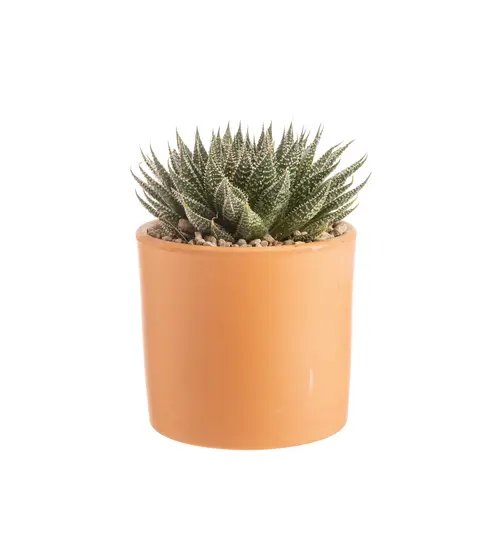Aloe aristata botanic®. Le pot en terre cuite de Ø 14 cm