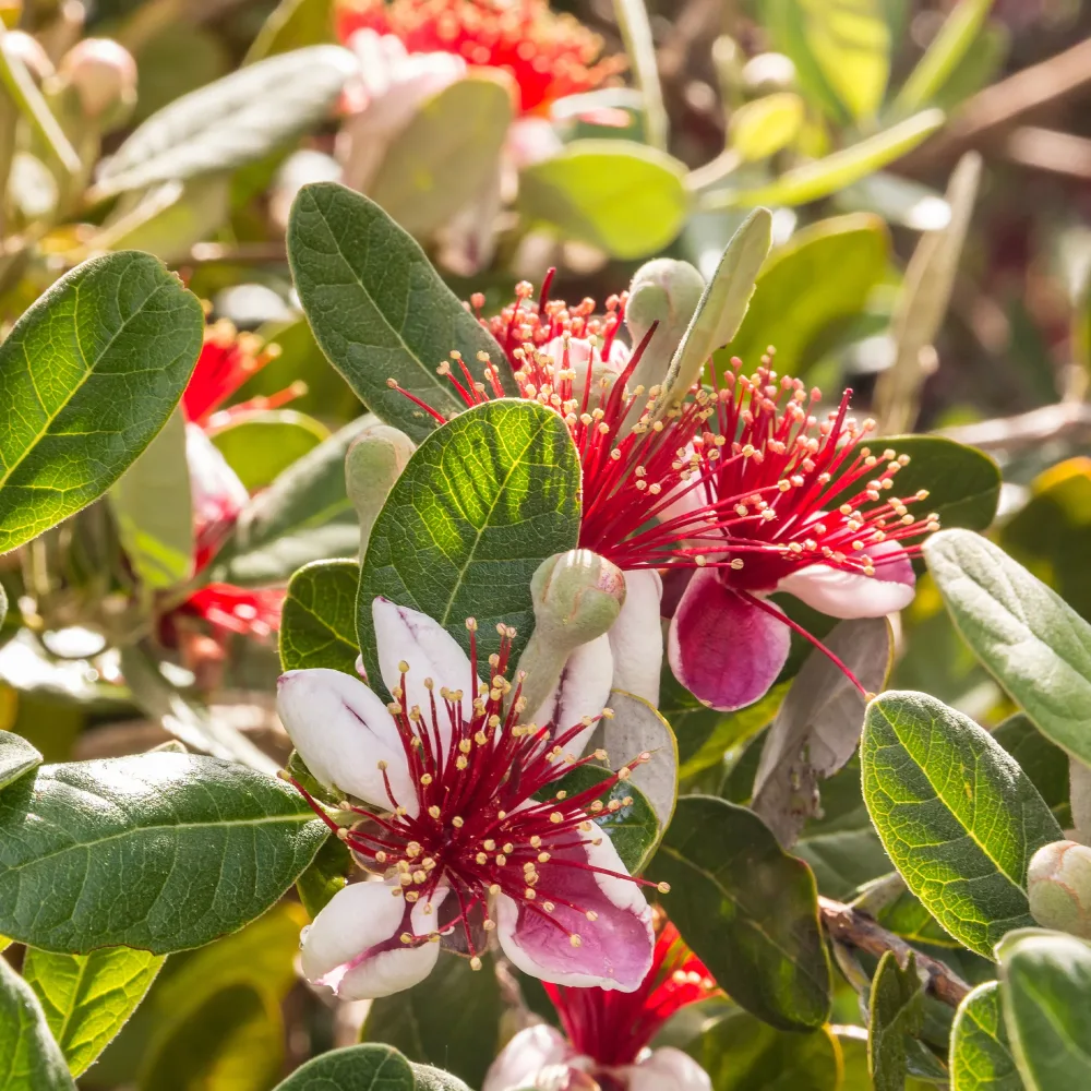 Goyavier du Brésil - Feijoa Feijoa sellowiana