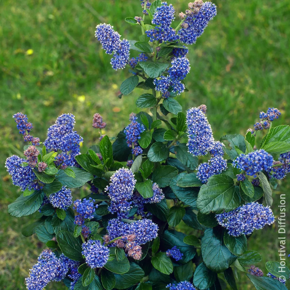 Céanothe Trewithen Blue Ceanothus arboreus Trewithen Blue