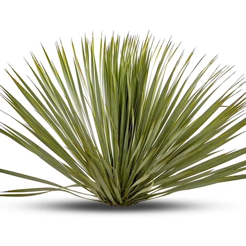 Yucca Rostrata en pot de 35 L
