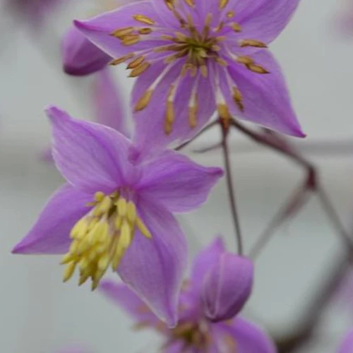 Pigamon du père Delavay Hinckley Thalictrum delavayi hinckley