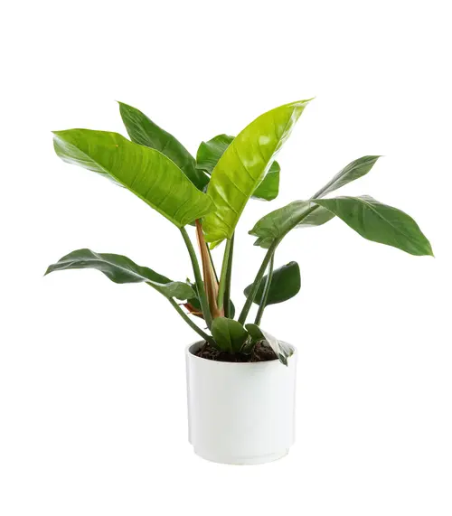 Philodendron Imperial Green botanic®. Le pot de Ø 21 cm