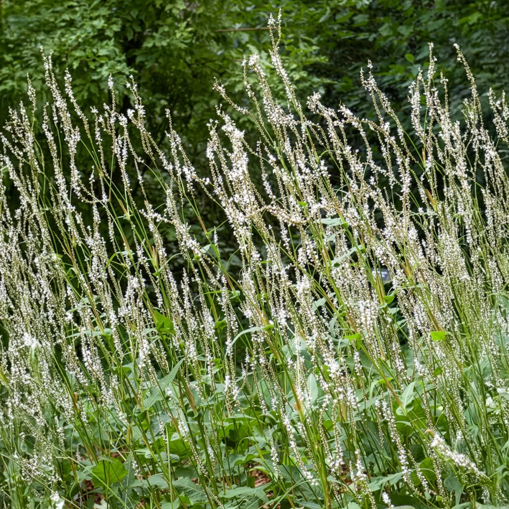 Renouée blanche - Persicaire Persicaria amplexicaulis Alba