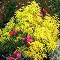 Oranger du Mexique Goldfingers (Choisya Ternata). Le pot de 3 litres