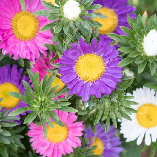 Reine-Marguerite – Aster d’été simple | Fleurs à couper