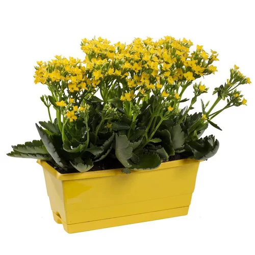 Kalanchoé - La jardinière de 25 cm
