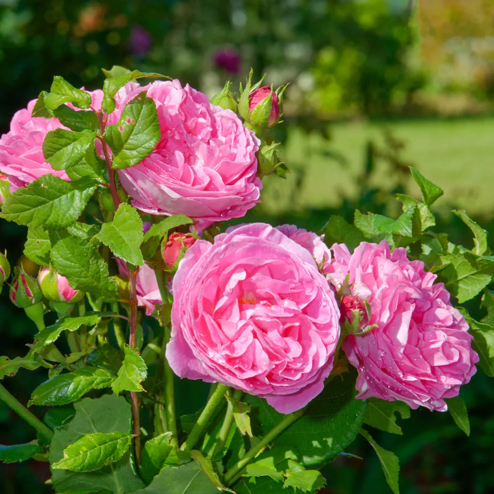 Rosier Bourbon Louise Odier Rosa Louise Odier