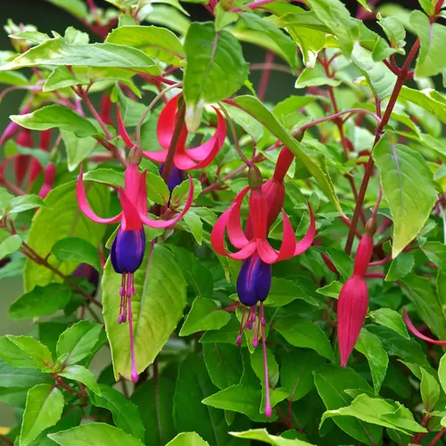 Fuchsia ‘Genii’ - Le pot de 2 litres