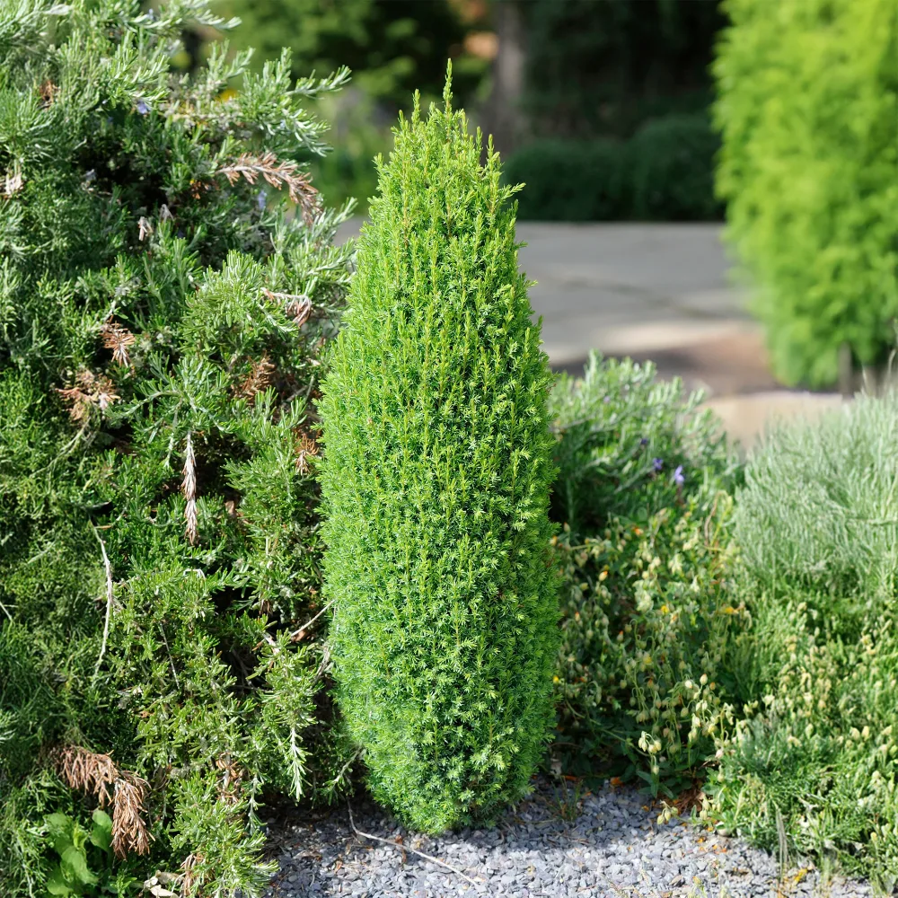 Genévrier commun Sentinel Juniperus communis Sentinel