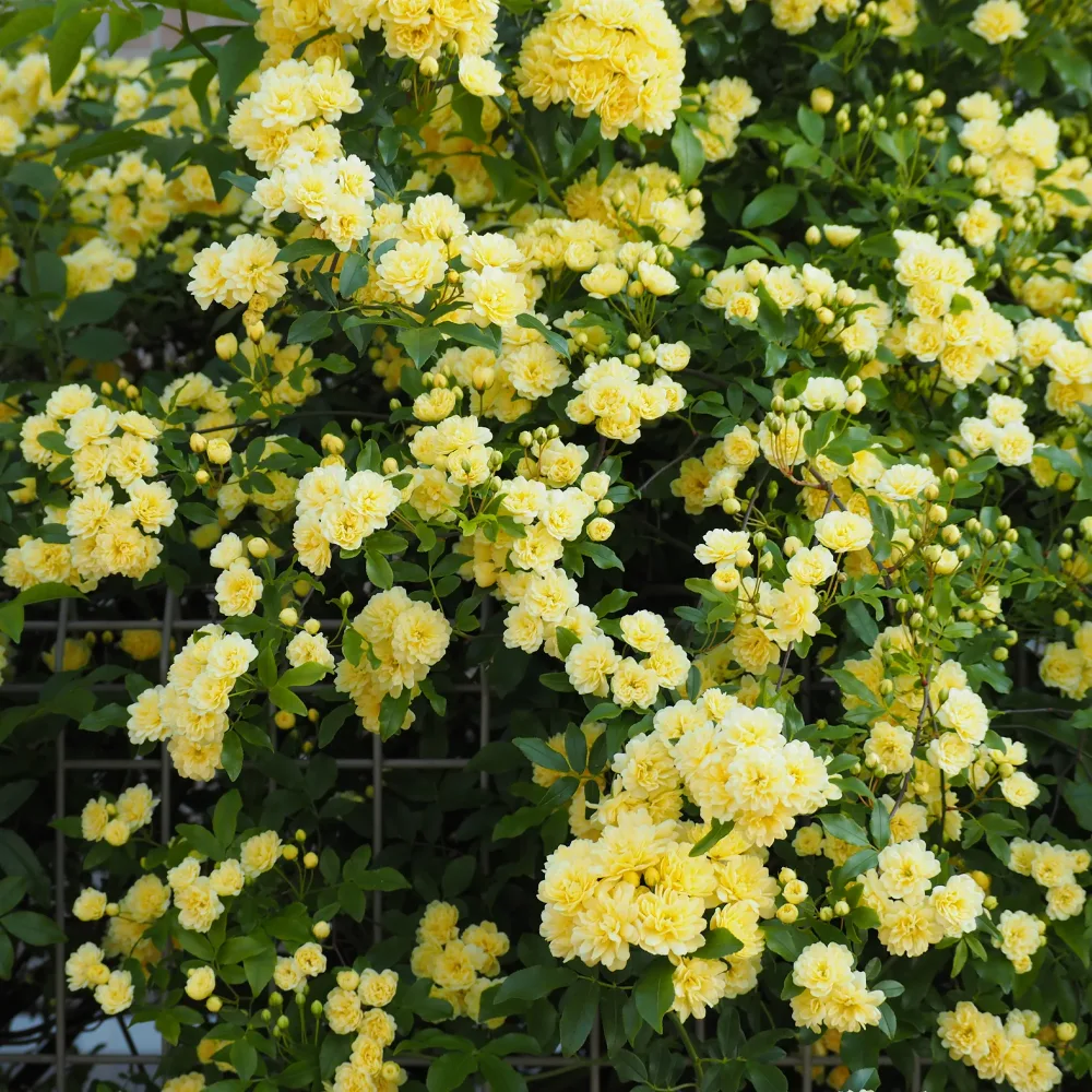 Rosier grimpant de Banks jaune Rosa banksiae Lutea