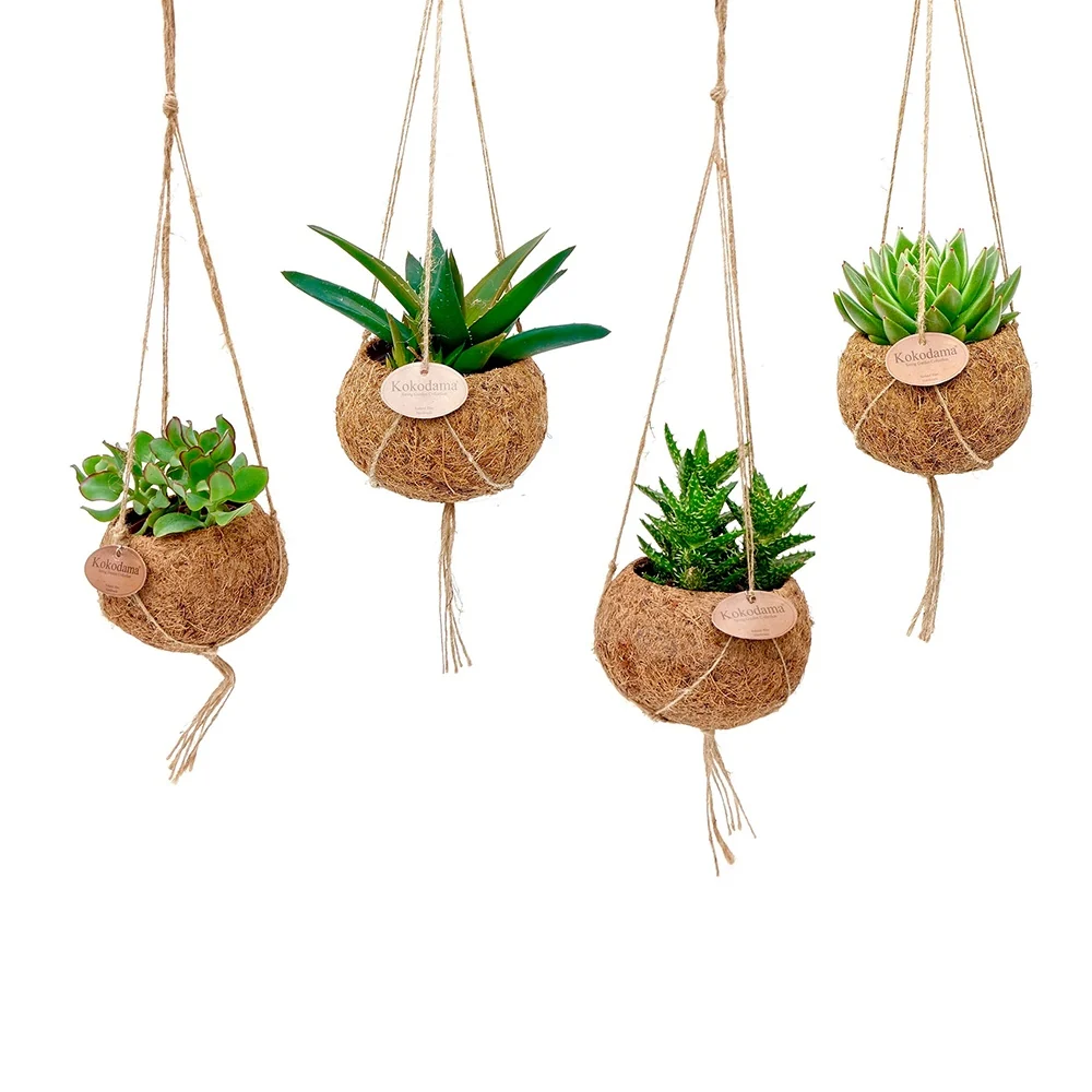 Collection de 4 succulentes et ses pots en fibre de noix de coco Kokodama Succulentmix