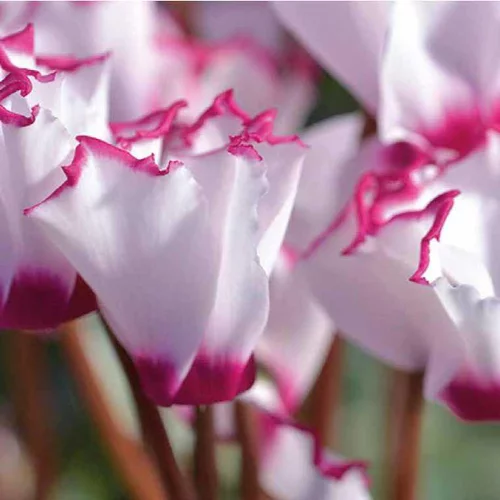 Mini Cyclamen Victoria - Le pot de 10, 5cm