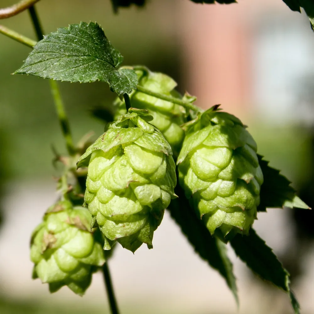 Houblon Magnum Humulus lupulus magnum
