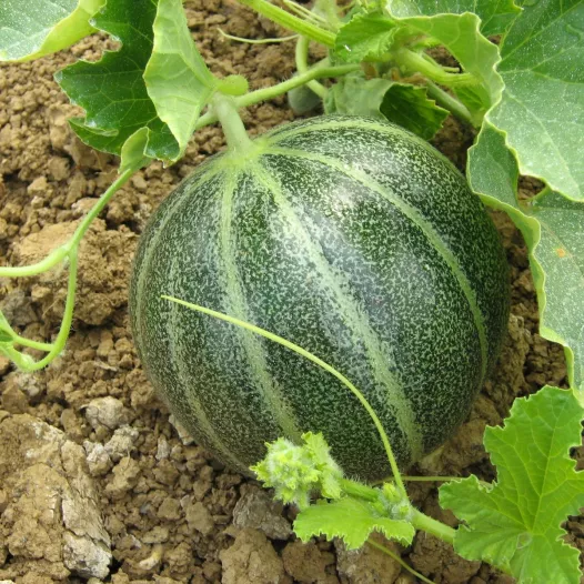 Semences bio de Melon Noir des Carmes