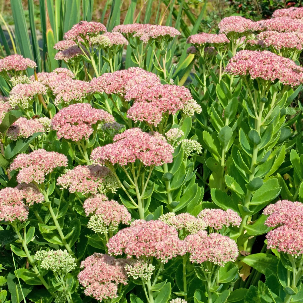 Sedum Carmen Sedum spectabile carmen