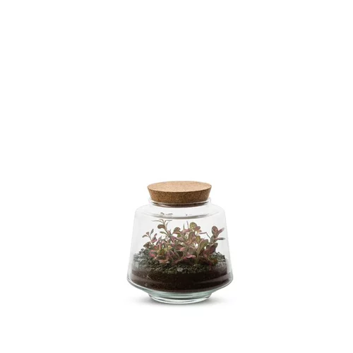 Terrarium Bulle de Nature Izumi en verre transparent Naturalys taille M - Ø 13 x 13 cm