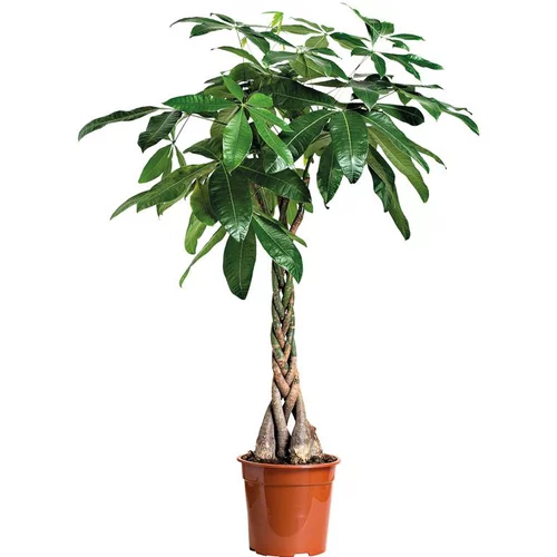 Pachira. Le pot Ø 21 cm