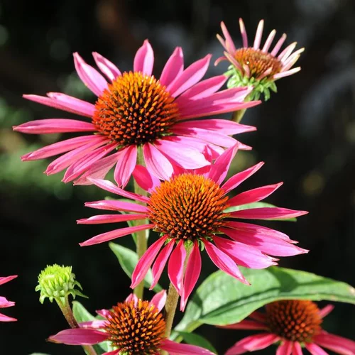 Échinacée pourpre ou Echinacea purpurea à fleurs roses - Le pot de 4 litres