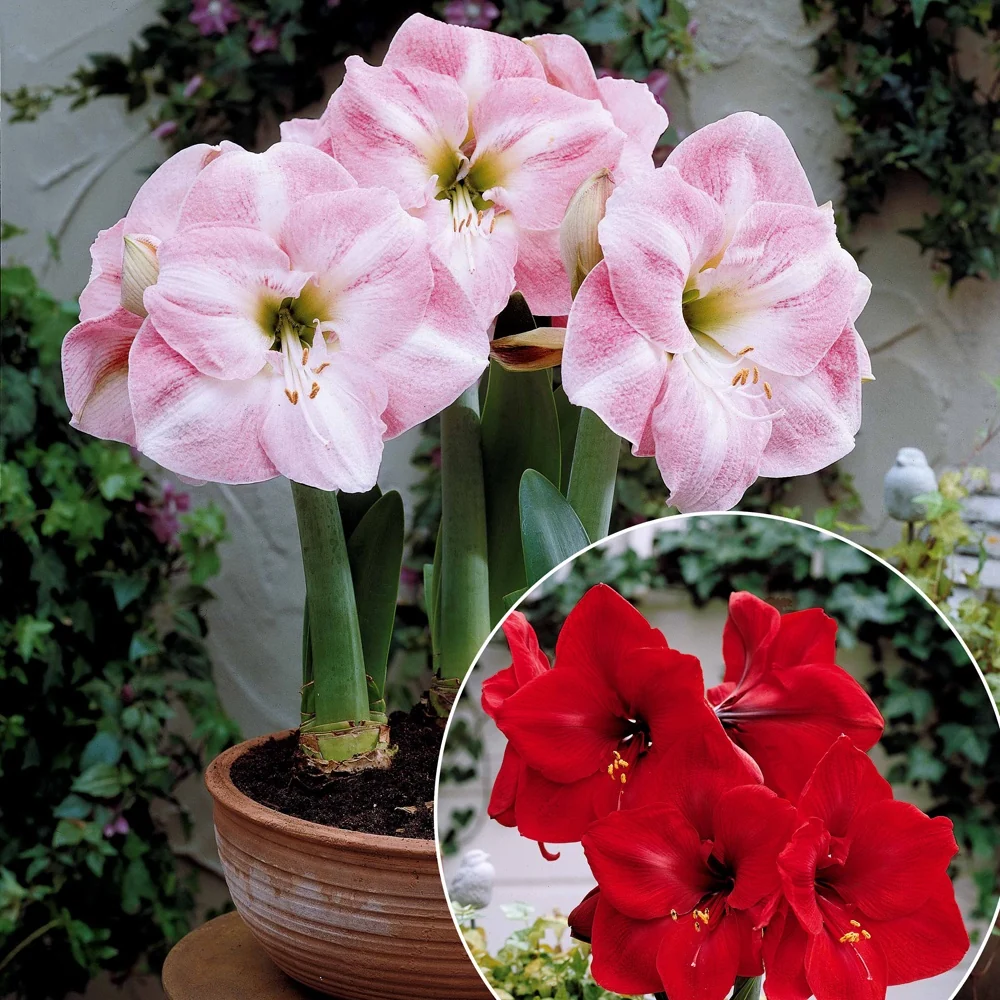 Collection de 2 Amaryllis naines Amaryllis Valencia, Angelique