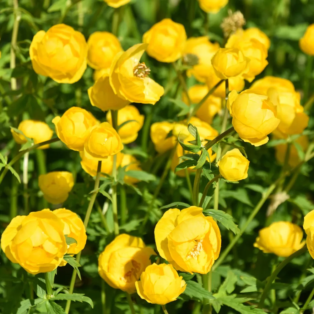 Trolle d'Europe Trollius europaeus