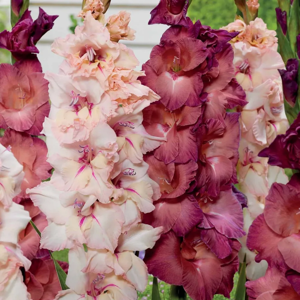 25 Glaïeuls Indian summer et palm spring en mélange Gladiolus indian summer, palm spring