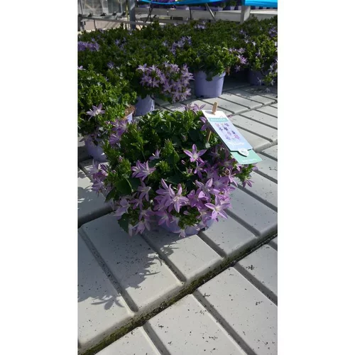 Campanule Addenda - Le pot de 10,5 cm