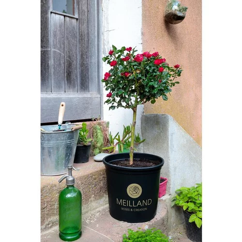 Rosier Zepeti® Meibenbino – C 6.4