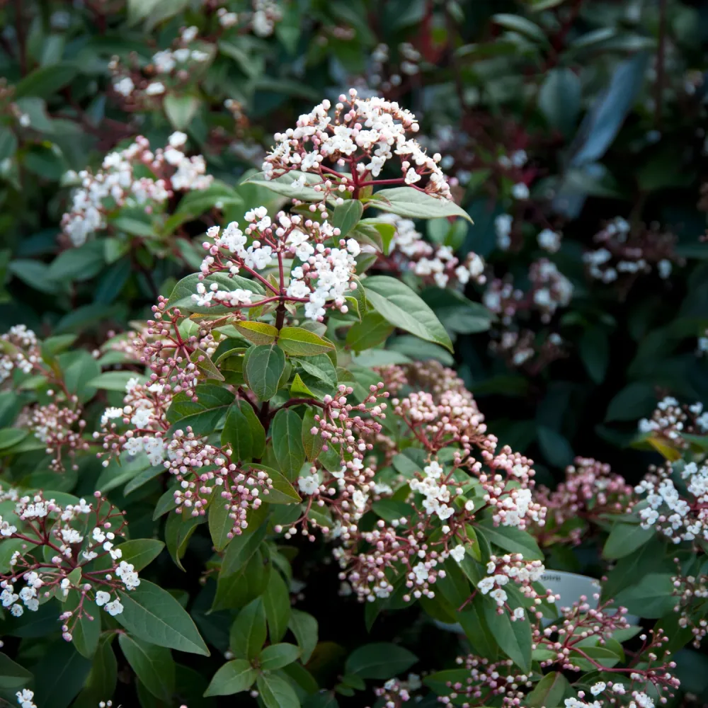 Viorne naine Spirit Viburnum tinus Spirit