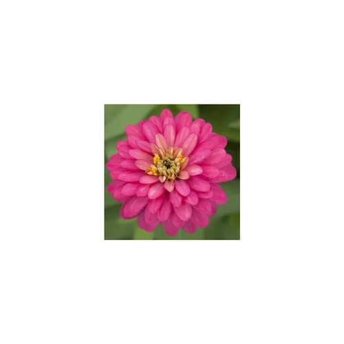 Zinnia à grandes fleurs - Le pot de 5 litres